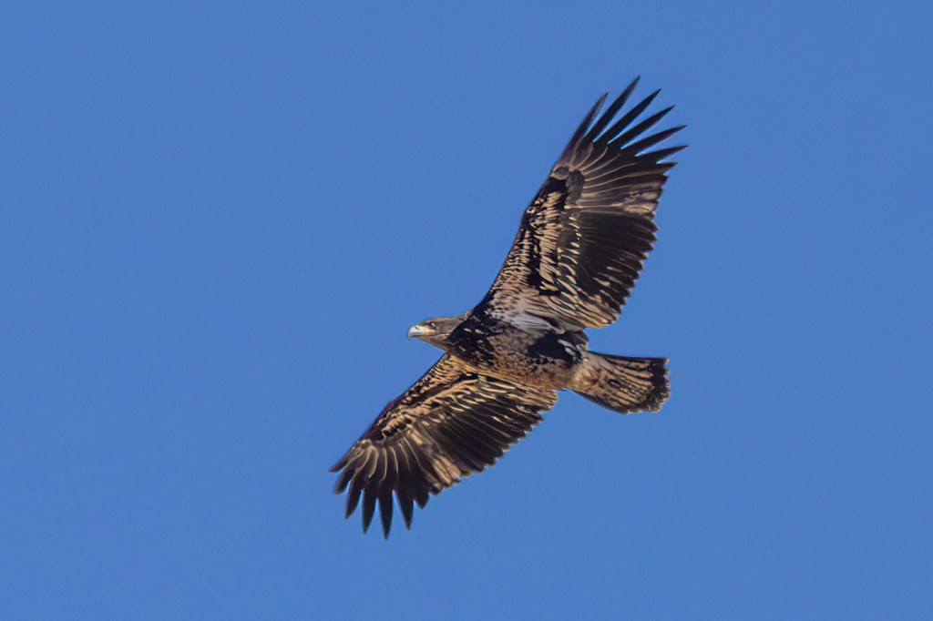 A juvenile bald eagle flies in Prospect Park.
