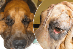 Doggy facelift allows bloodhound to see again  