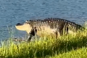 Huge 10-foot alligators take over family’s backyard 