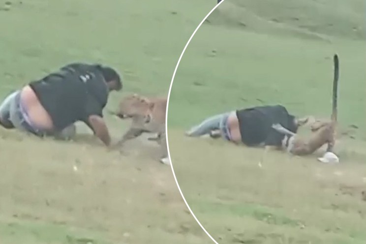 Spotted! Leopard attacks park goer in India