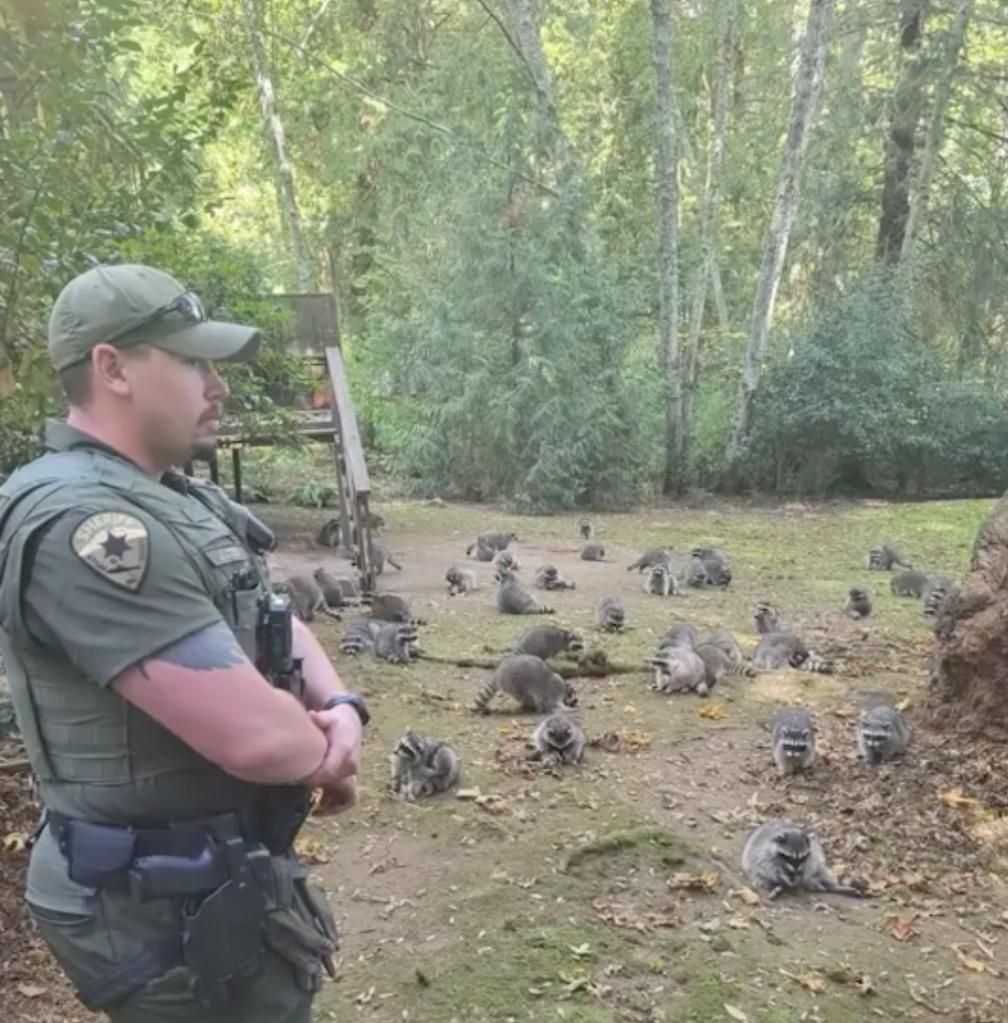 A sheriff's deputy standing in a yard with a few dozen raccoons