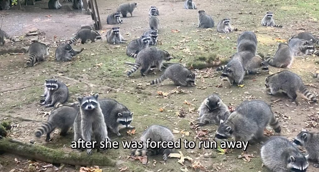 A large group of raccoons.