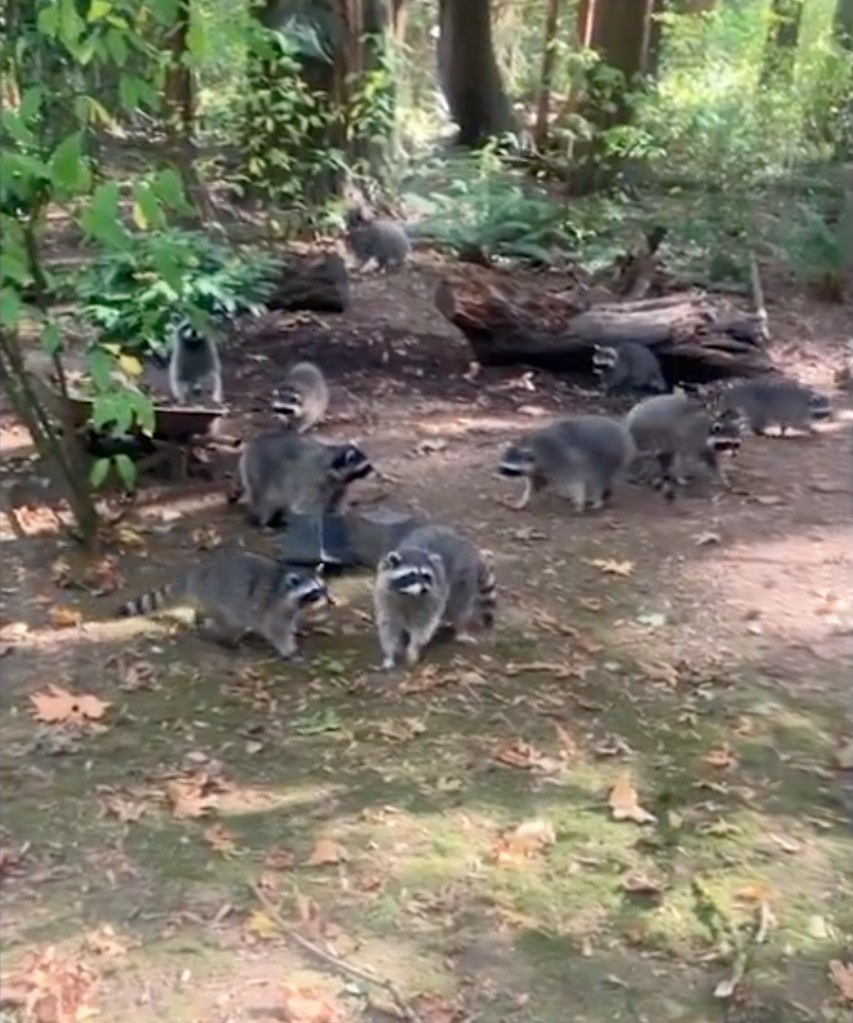 Washington woman's yard taken over by more than 100 raccoons after she fed them for decades
