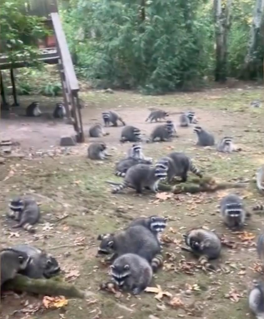 Washington woman's yard taken over by more than 100 raccoons after she fed them for decades