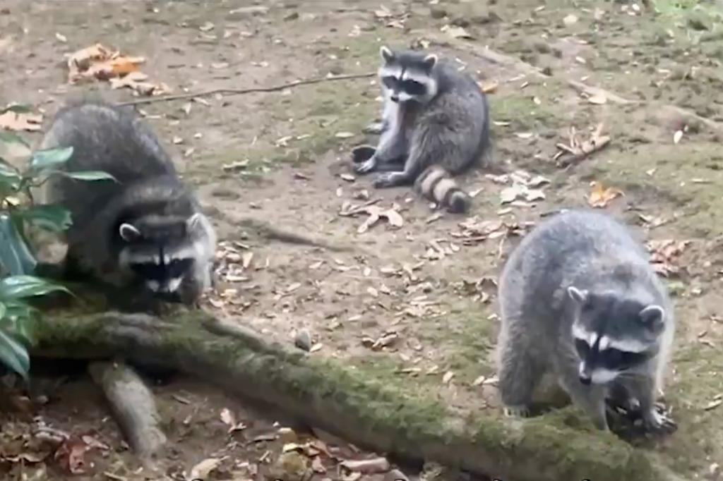 Washington woman's yard taken over by more than 100 raccoons after she fed them for decades