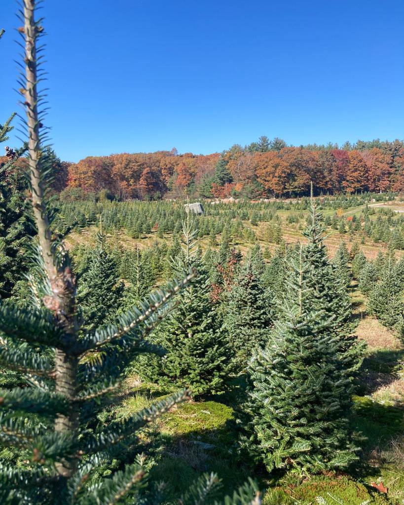 Trees