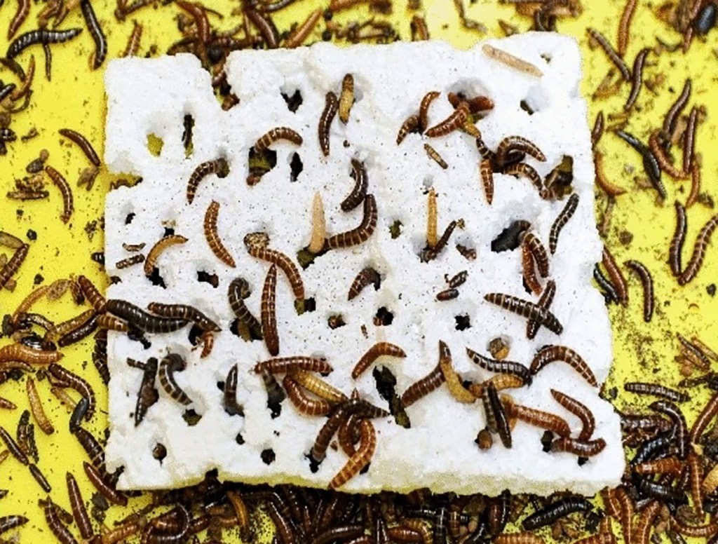 Lesser mealworm larvae chewing through polystyrene