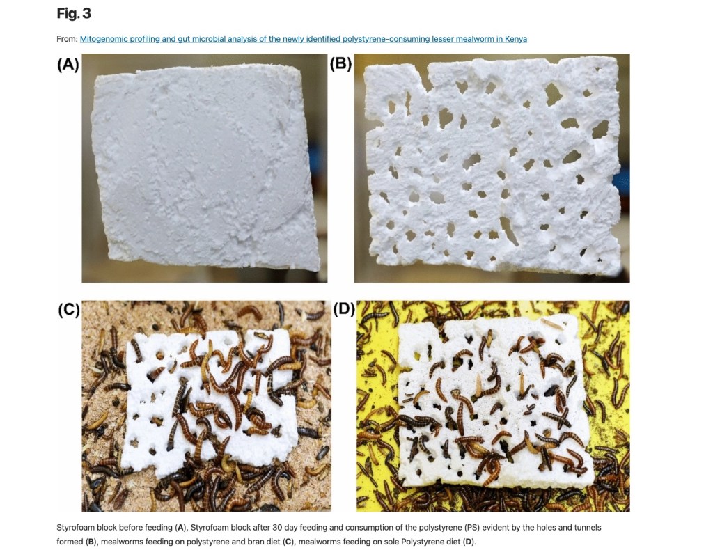 Polystyrene before and after getting ransacked by the worms.