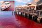 Locals stunned as water mysteriously turns red near Sydney Harbor