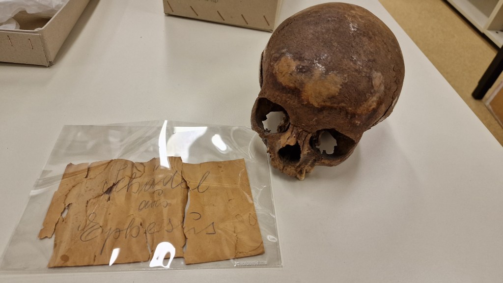 skull thought to belong to Cleopatra's murdered sister
