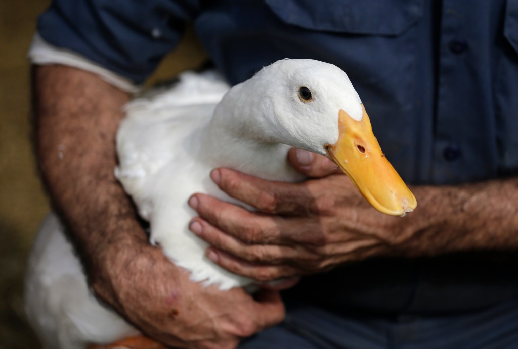 Corwin is seen holding an adult duck.