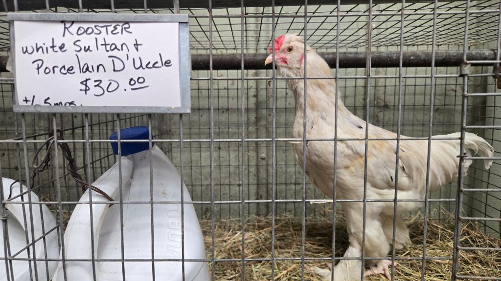 A rooster for sale stands in its cage at Wabash Feed & Garden store in Houston, Texas, on February 10, 2025. 