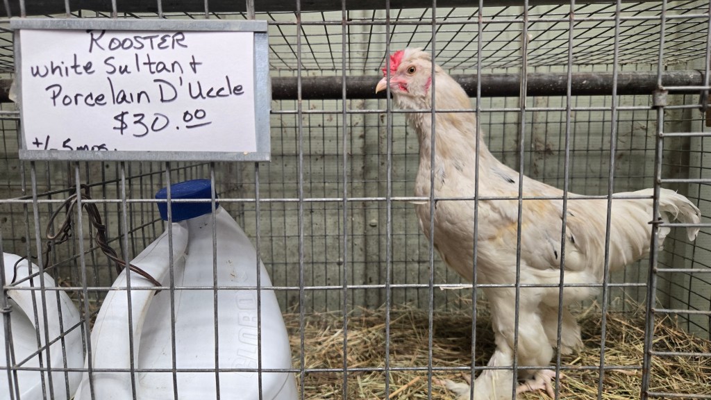 A rooster for sale stands in its cage at Wabash Feed & Garden store in Houston, Texas, on February 10, 2025. 