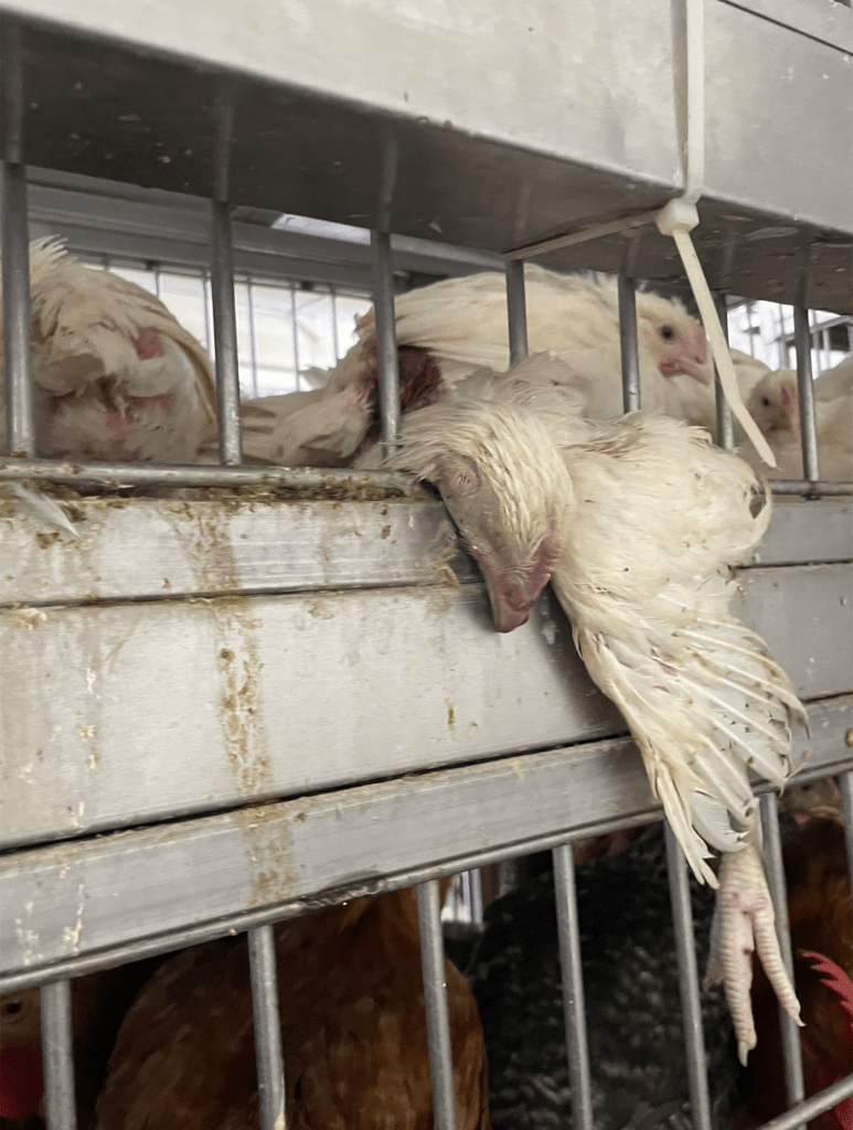 An unmoving chicken inside a cage at TIBA in Ridgewood, Queens.