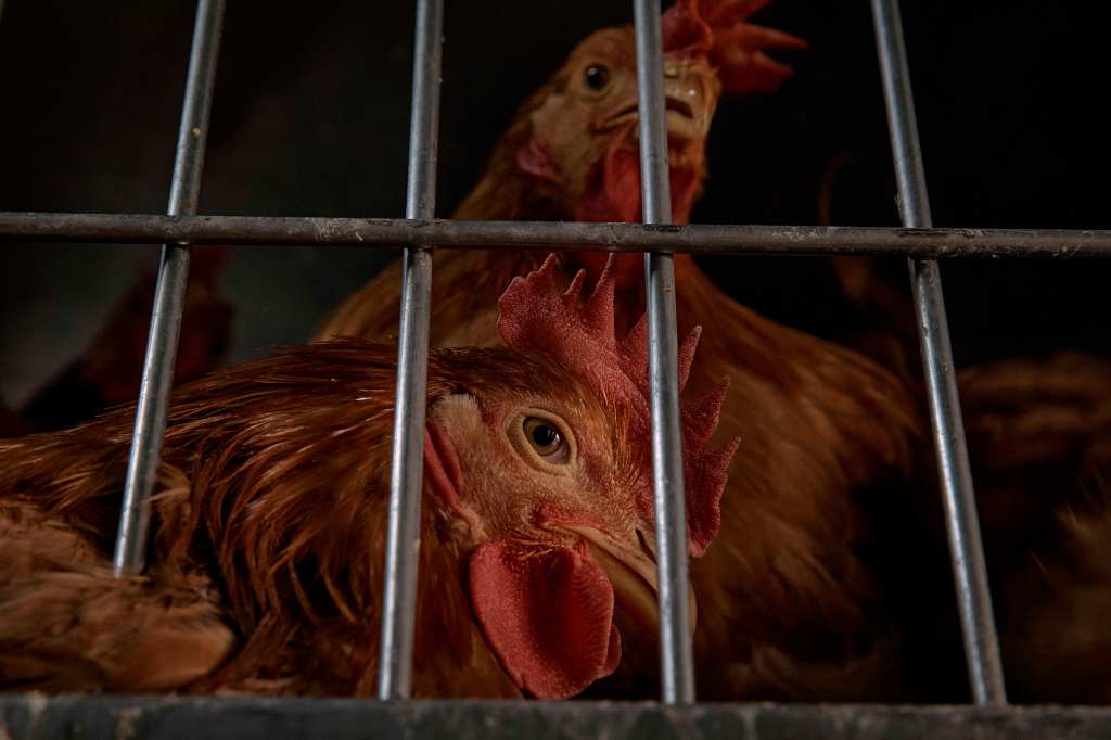 Chickens inside a cage waiting to be slaughtered at the La Granja Live Poultry Corporation store in New York, 2025.