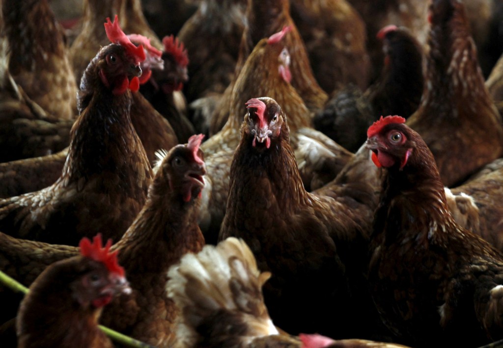 chickens