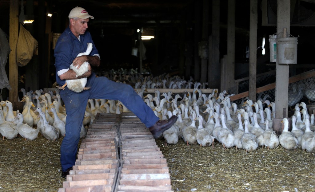 Farmer Doug Corwin at Crescent Duck Farm where he was forced to kill 99,000 of his own flock to hedge against a bird flu outbreak.