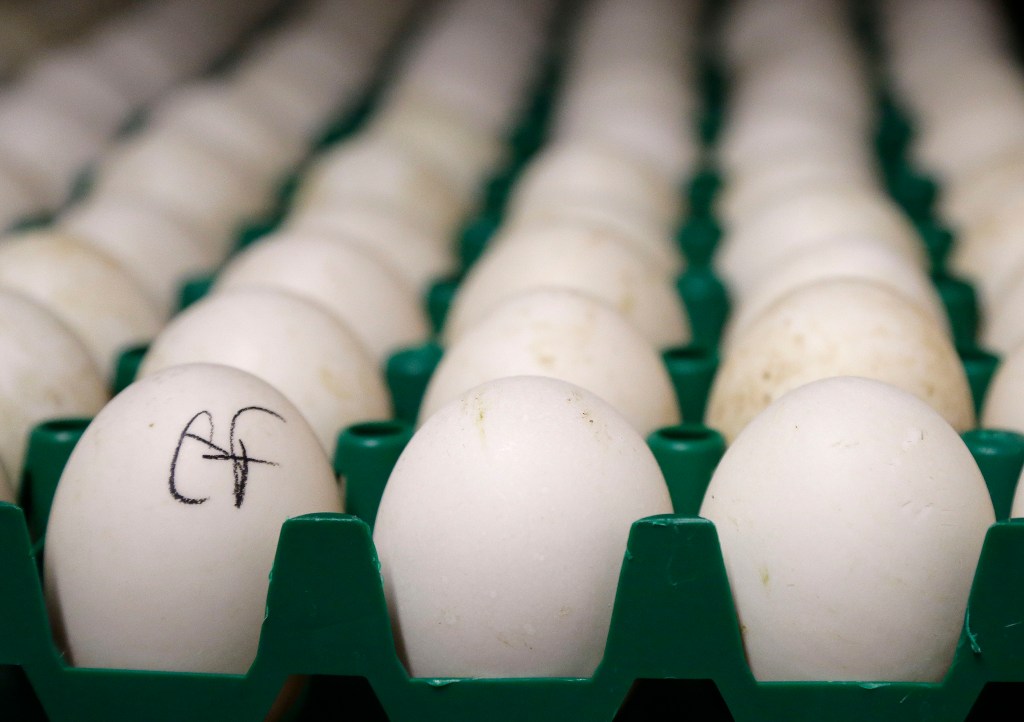 Egg prices have skyrocketed due to the mass deaths of chickens caused by H1N5 and the practice of culling.