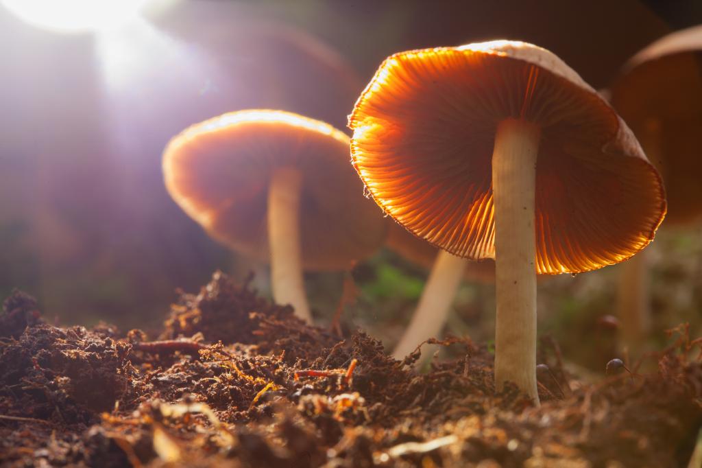 Hallucinogenic psilocybin mushrooms growing in a natural environment