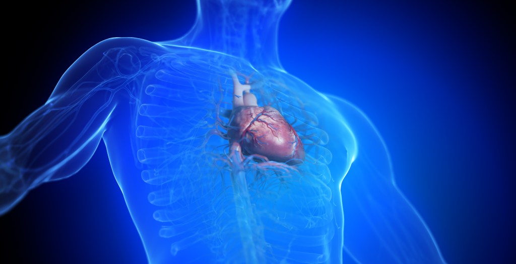 3d image of heart in male body 