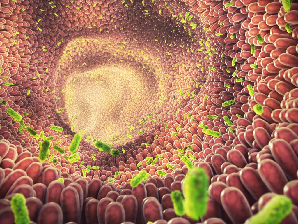 Illustration of intestinal bacteria promoting gut health and aiding in digestion and immune system function
