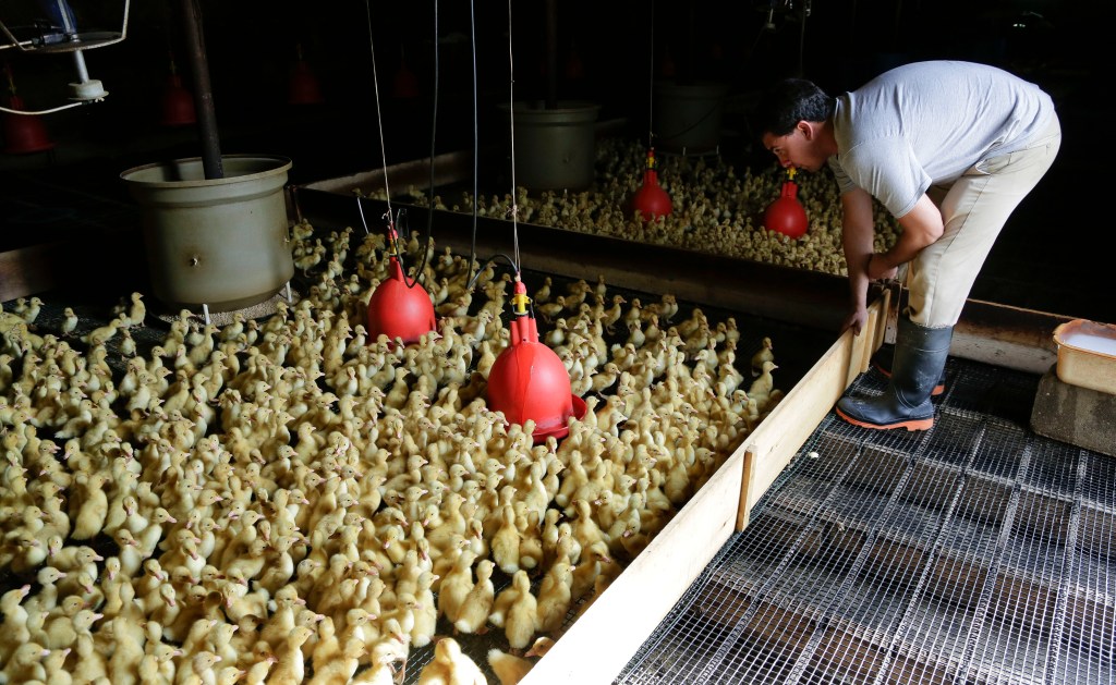 Crescent Duck Farm hatched 3,700 new chicks of the 9,000 that were sanitized by New York state officials.