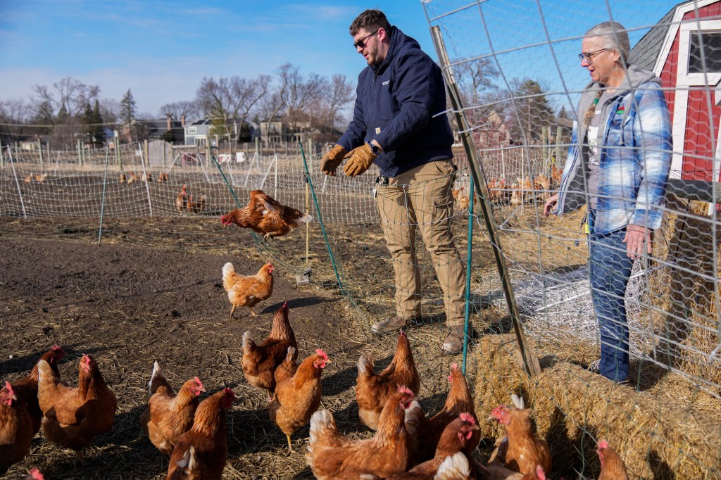 A man feeds his chickens.