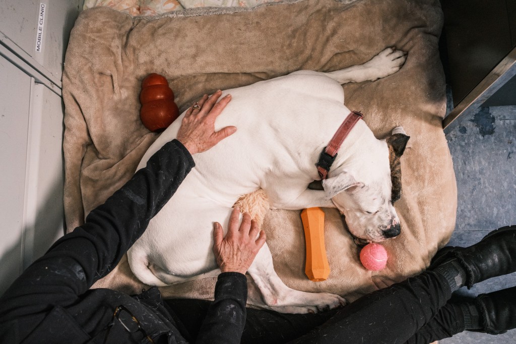 Susan Denis practicing Jin Shin Jyutsu, an art of healing, on a rescue dog at the Southampton Animal Shelter Foundation