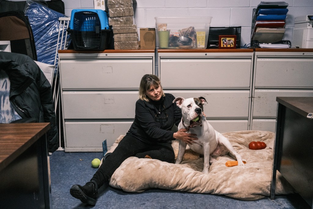 Susan Denis volunteering at Southampton Animal Shelter Foundation, practicing Jin Shin Jyutsu, a healing art, on a rescue dog.