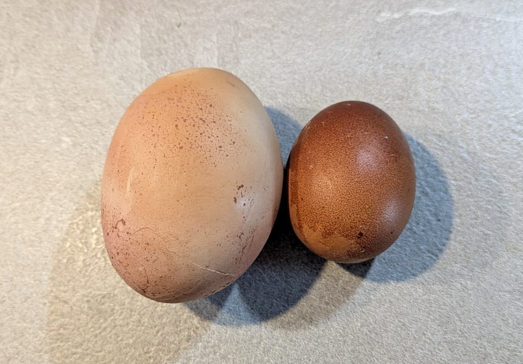 The egg weighed more than 6 ounces.