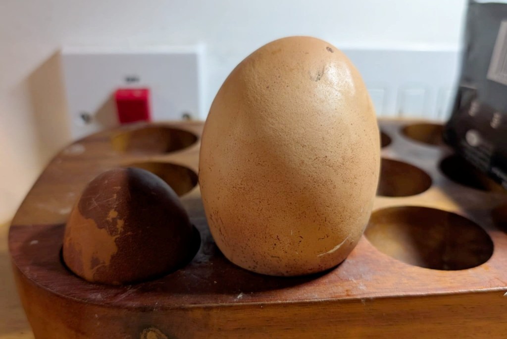 A chicken in England laid an egg more than three times the standard size.
