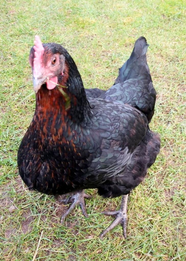 Gail returned to laying normal-sized eggs.