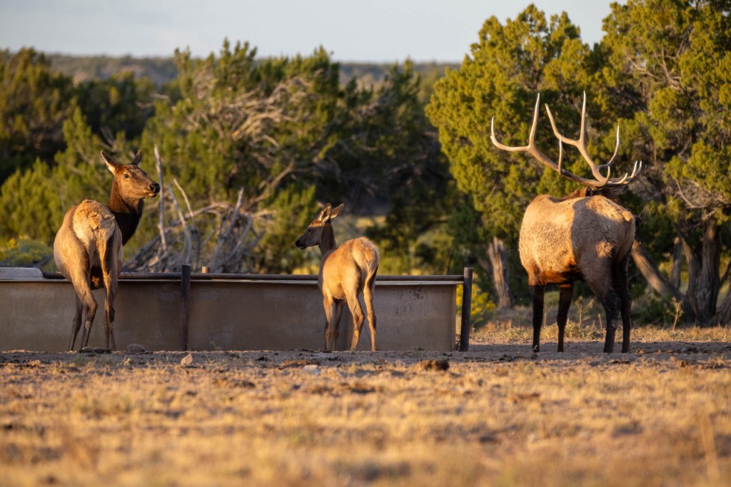 The ranch has a wildlife habitat with elk, deer, and antelope, and a working livestock operation.