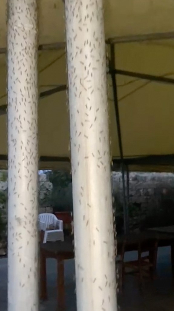 This frame grab taken from an undated video released by the Orbetello Fishermen's Cooperative on Thursday, March 20, 2025, shows a swarm of midges in the lagoon area near Orbetello, central Italy