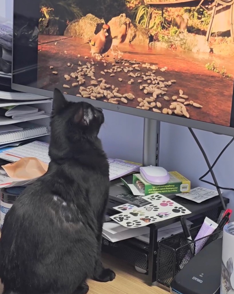 Valentino watching TV.