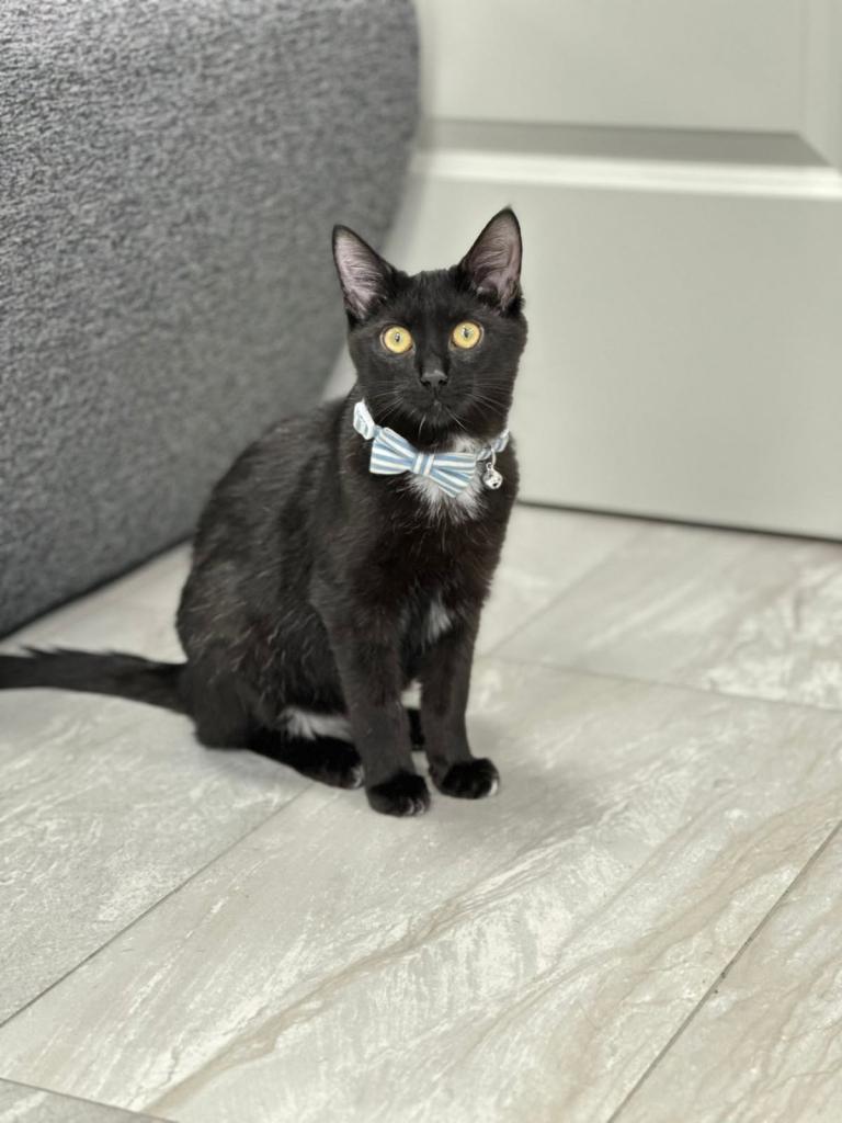 Valentino the cat before he got sick.