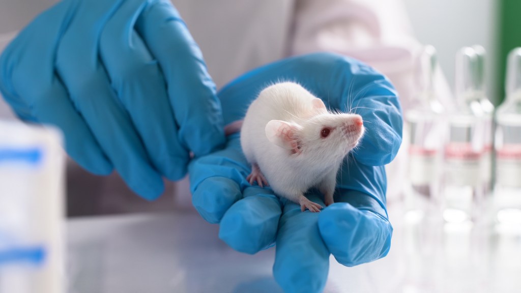 Lab rat
