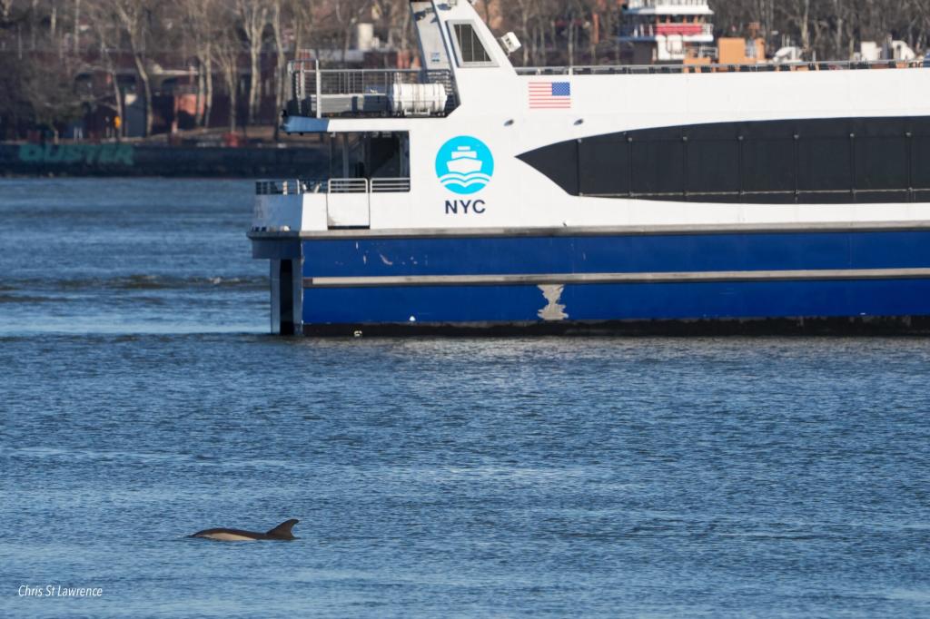A dolphin swimming near the NYC Ferry.