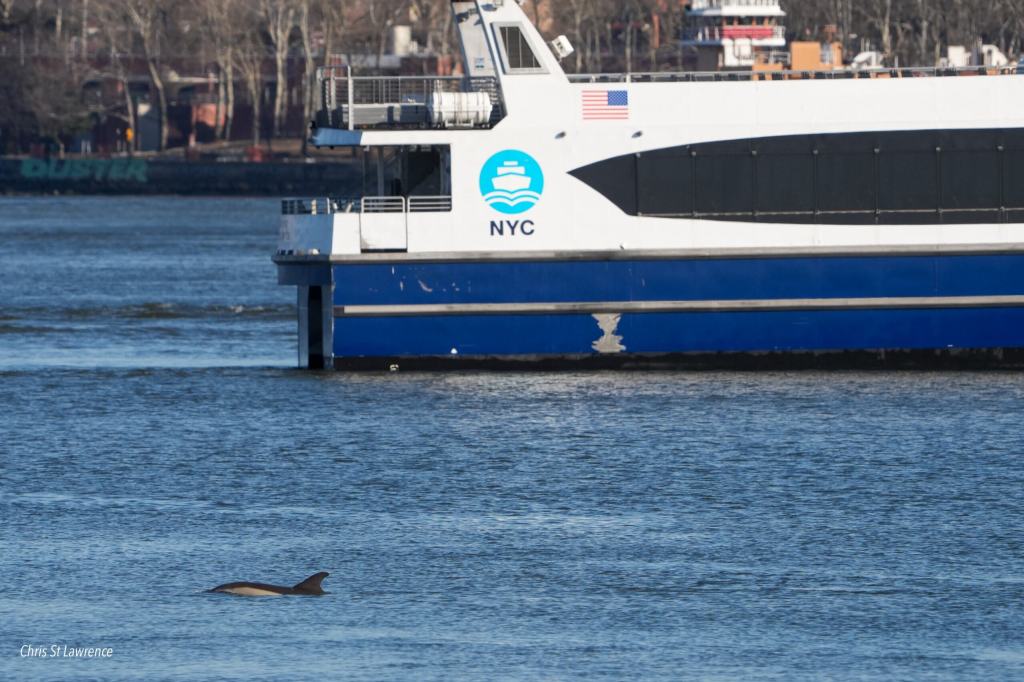 A dolphin swimming near the NYC Ferry.