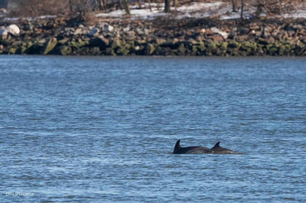 Two dolphins swimming in the East River.