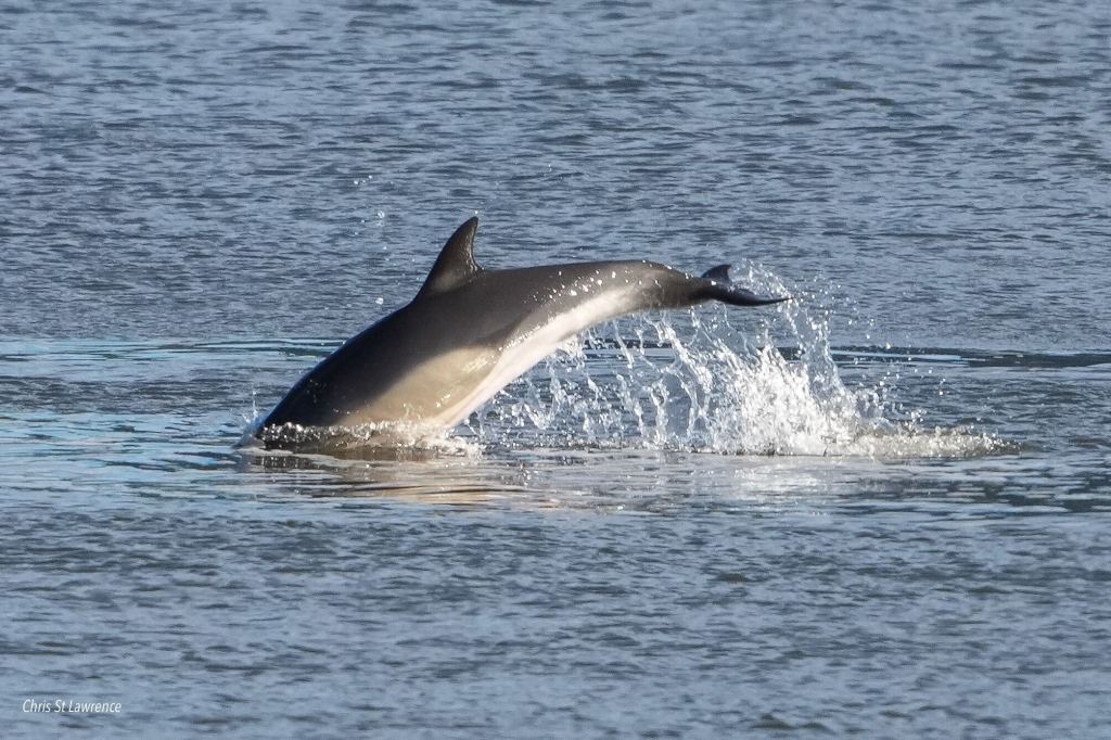 Dolphin swimming though the waves.