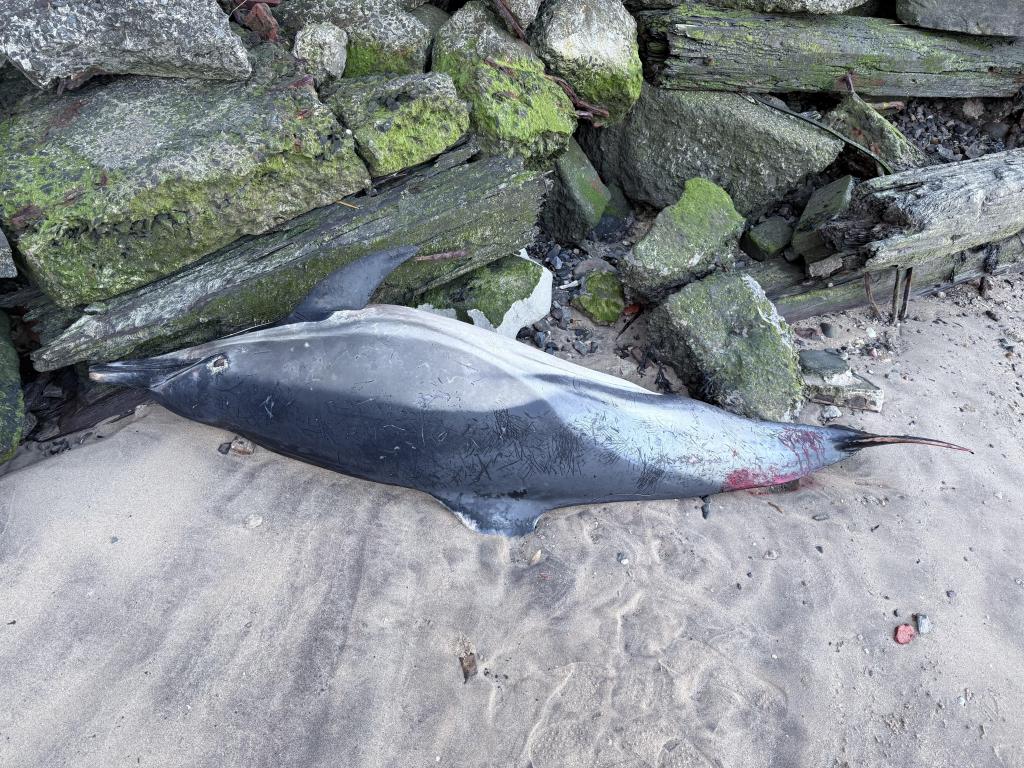 The dead dolphin lies on the beach.