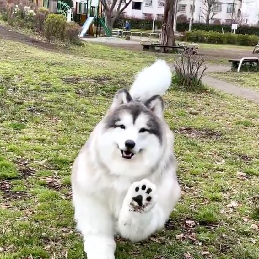 Toco in the Alaskan Malamute costume.