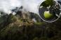 Forget sugar ?‘gold of the Incas?fruit becoming popular as a sweetener