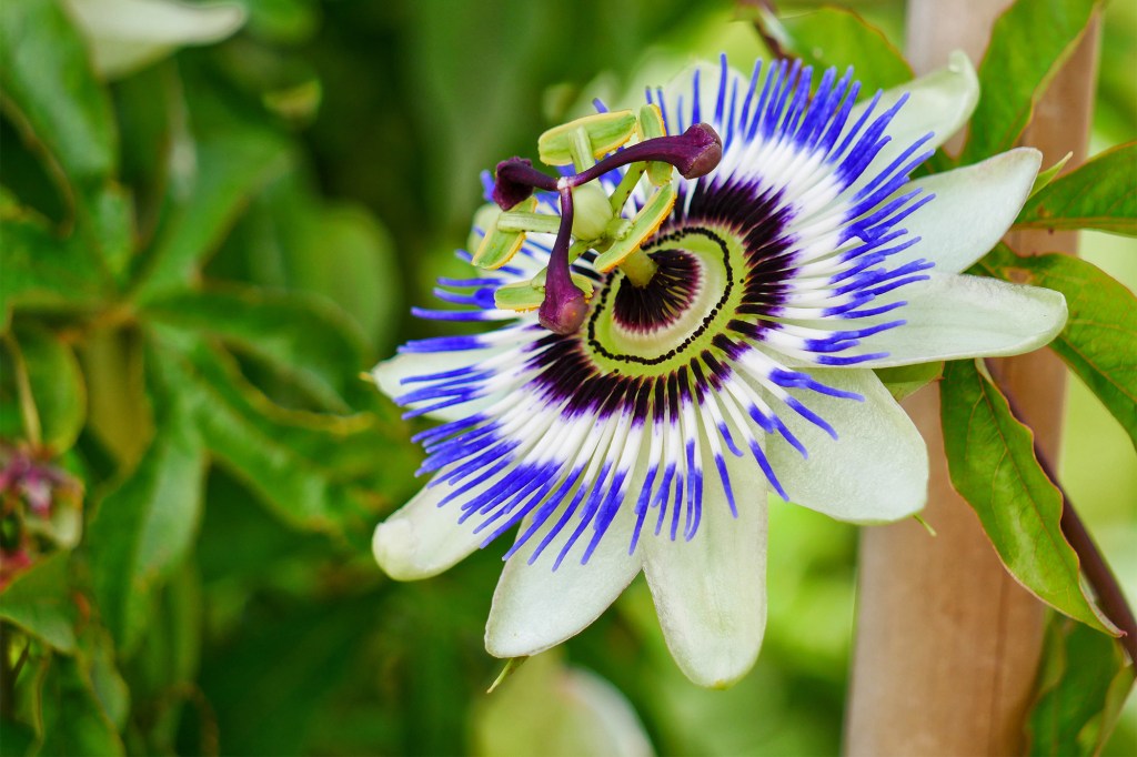 Passionflower (pictured here) is believed to increase GABA levels in the brain or amplify its activity.