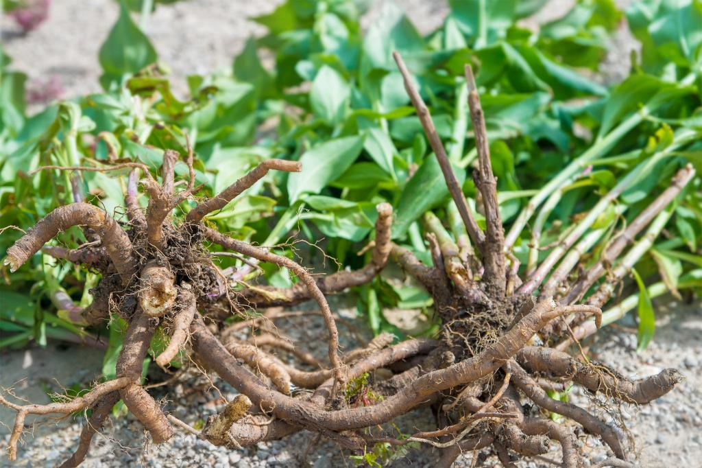 Valerian root (pictured here) enhances GABA activity, easing nervous system tension and anxiety that can disrupt sleep.