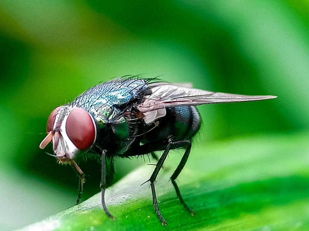 The New World screwworm targets warm-blooded animals, where it lays hundreds of eggs that hatch into flesh-eating maggots.