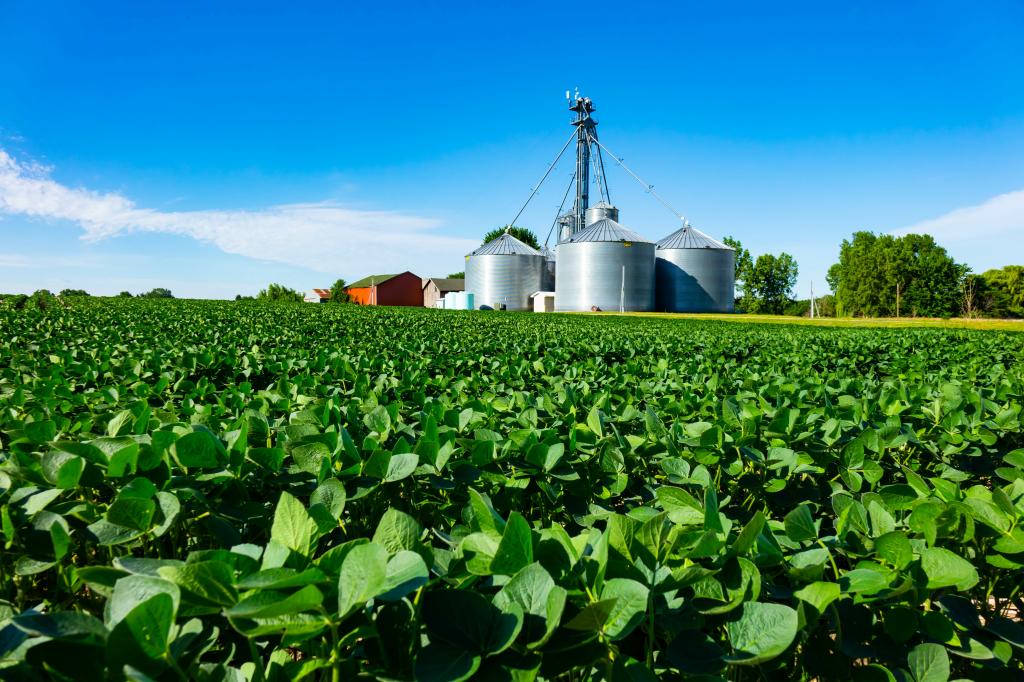 Agricultural field full of soybeans with grain storage silos in the background on a clear summer day.