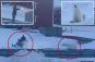Wild video shows the moment man came within seconds of polar bear attack — then escaped on snowmobile
