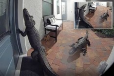 alligators